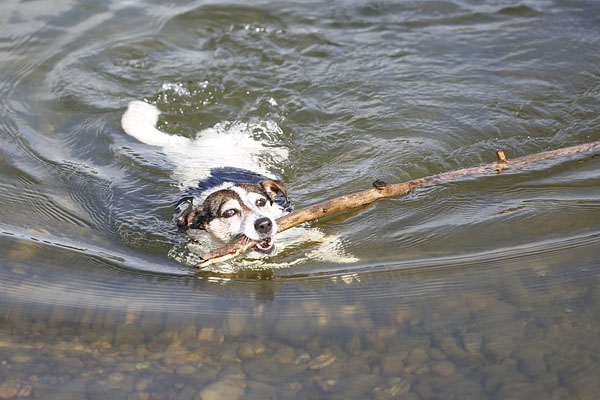 Cane che nuota