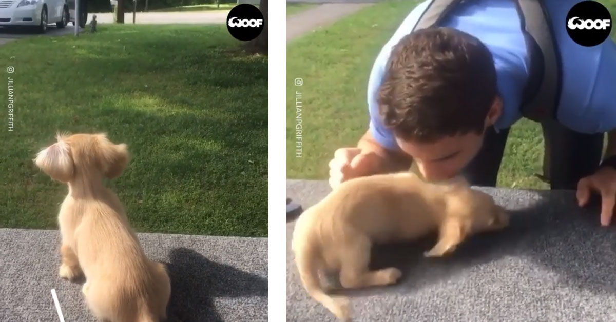 Il cucciolo aspetta il ritorno del padrone e la sua reazione commuove il web (video)