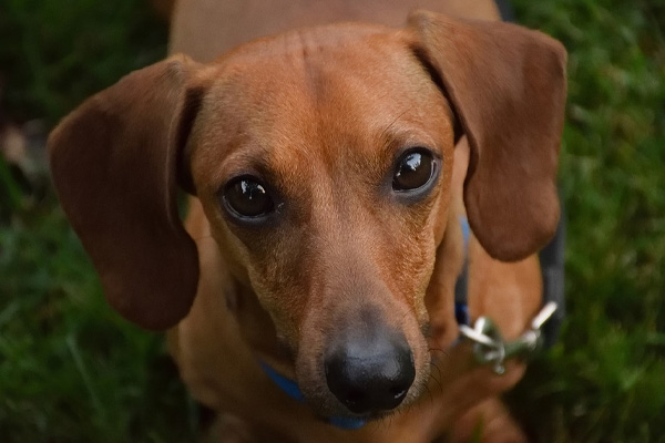 Cane che osserva