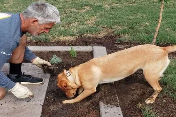 Cane con uomo in giardino