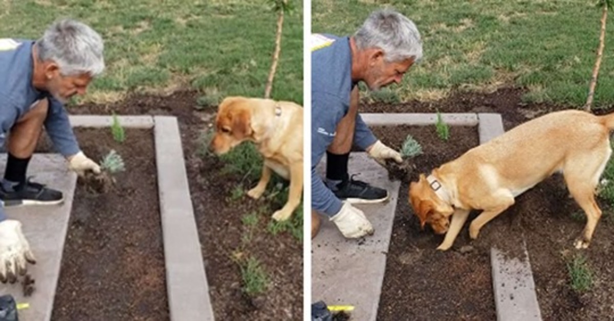 Il video del Labrador giardiniere che aiuta il suo proprietario