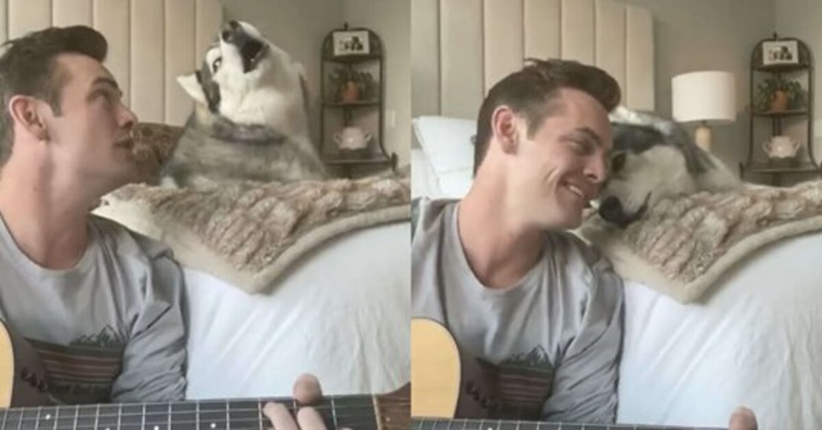 Kovu, l’Husky che canta insieme al suo proprietario (VIDEO)