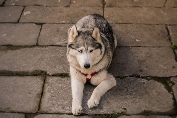 Husky che si riposa