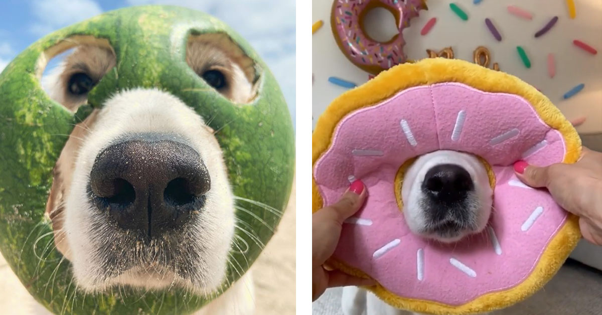 Lady, la Golden Retriever con un hobby particolare (video)