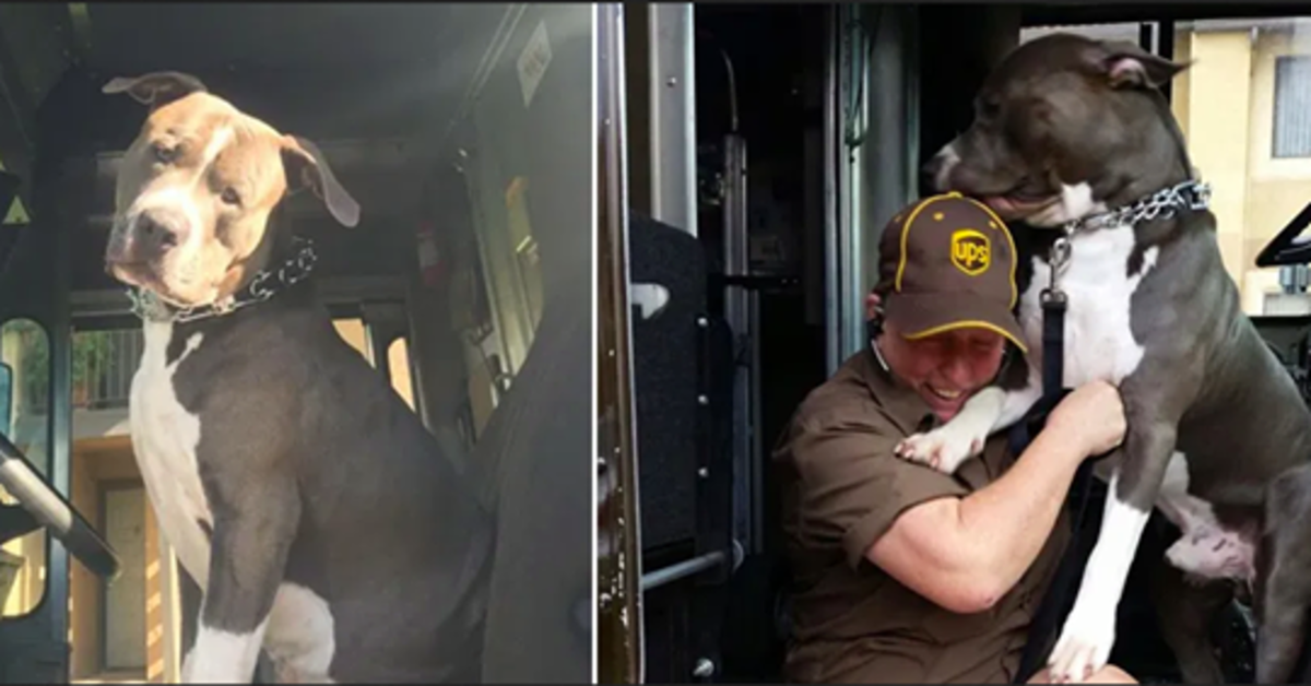 Leo, il pitbull adottato dal corriere UPS dopo la morte della sua proprietaria