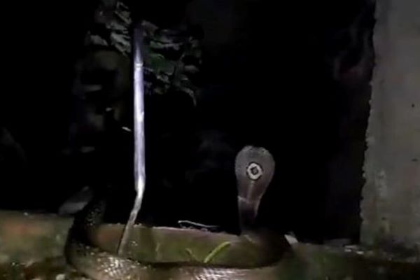 mamma cuccioli cobra video