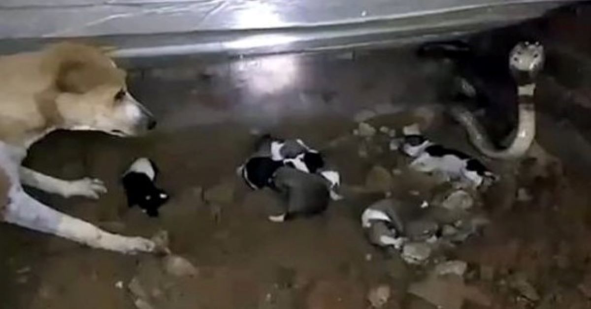 Mamma cane difende i suoi cuccioli da un cobra (video)