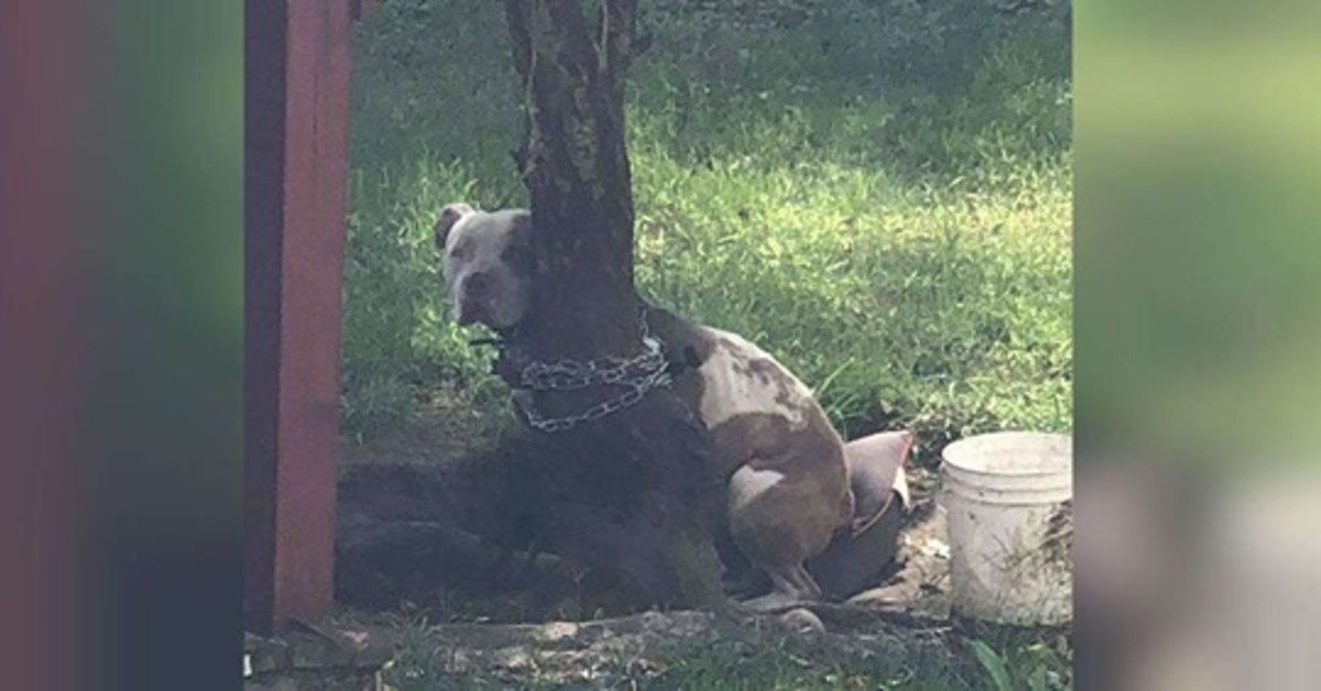 Max, il pitbull che è stato incatenato a un albero dal proprietario