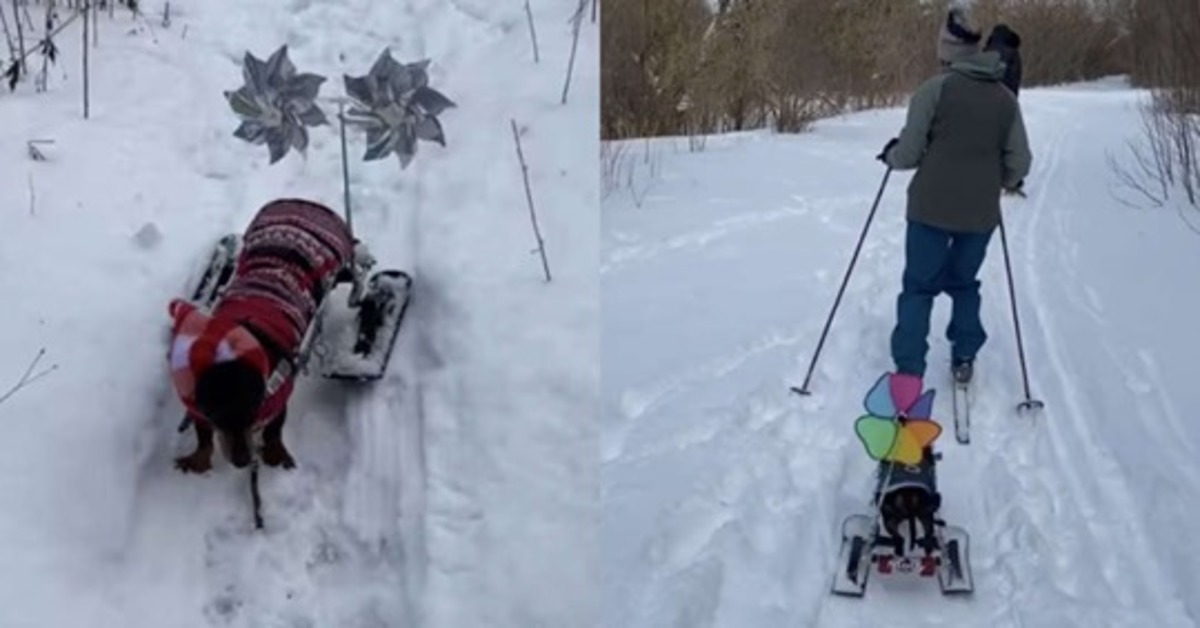 Molly, la cagnolina paralizzata che può giocare sulla neve grazie a degli scii (VIDEO)