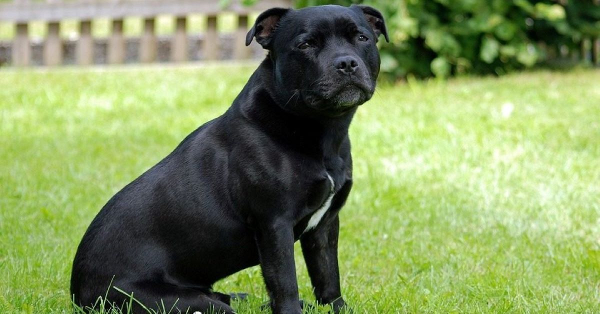 Monty, il cane che ha salvato il padrone da una rapina