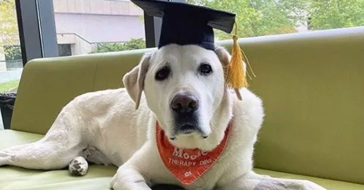 Moose, il Labrador che negli Stati Uniti ha preso la “laurea in medicina”