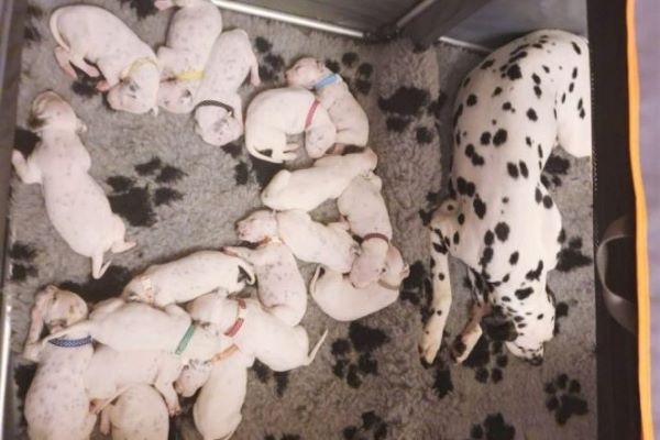 nellie dalmata cuccioli video