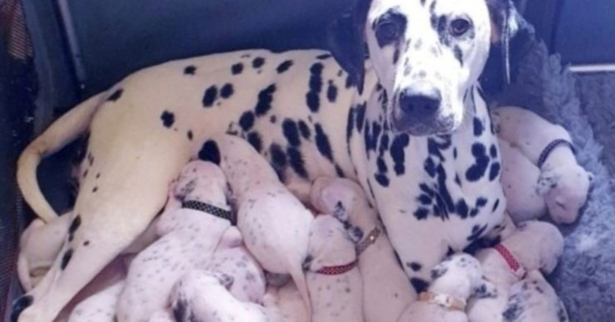 Nellie, il Dalmata che ha partorito ben diciotto cuccioli (video)