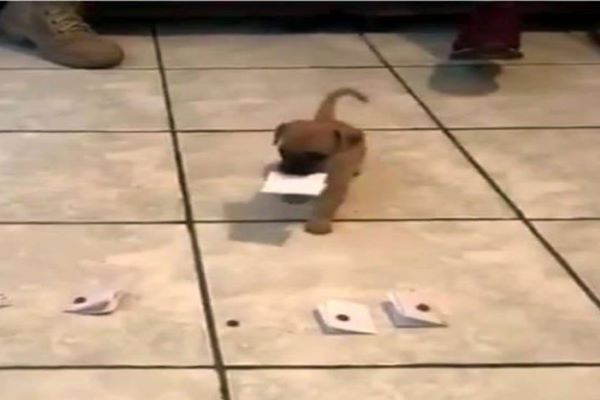 pad cagnolino che sceglie il suo nome video