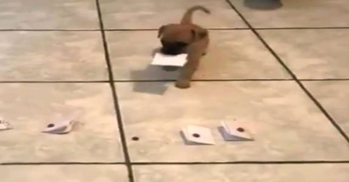 Pad, il cagnolino che sceglie da solo il suo nome (video)