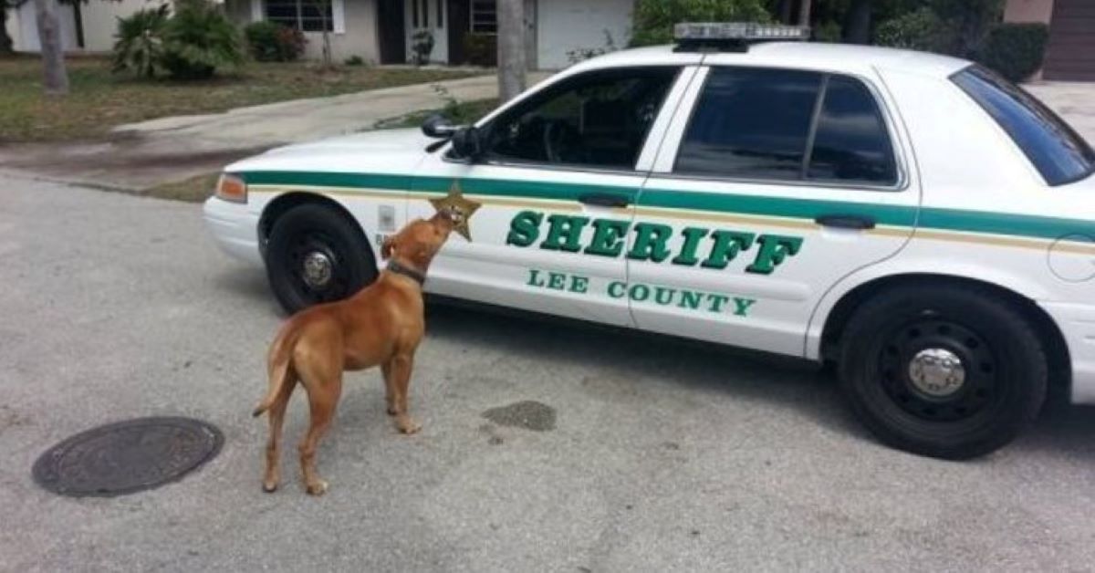 Pitbull corre verso uno sceriffo, voleva solo tante coccole