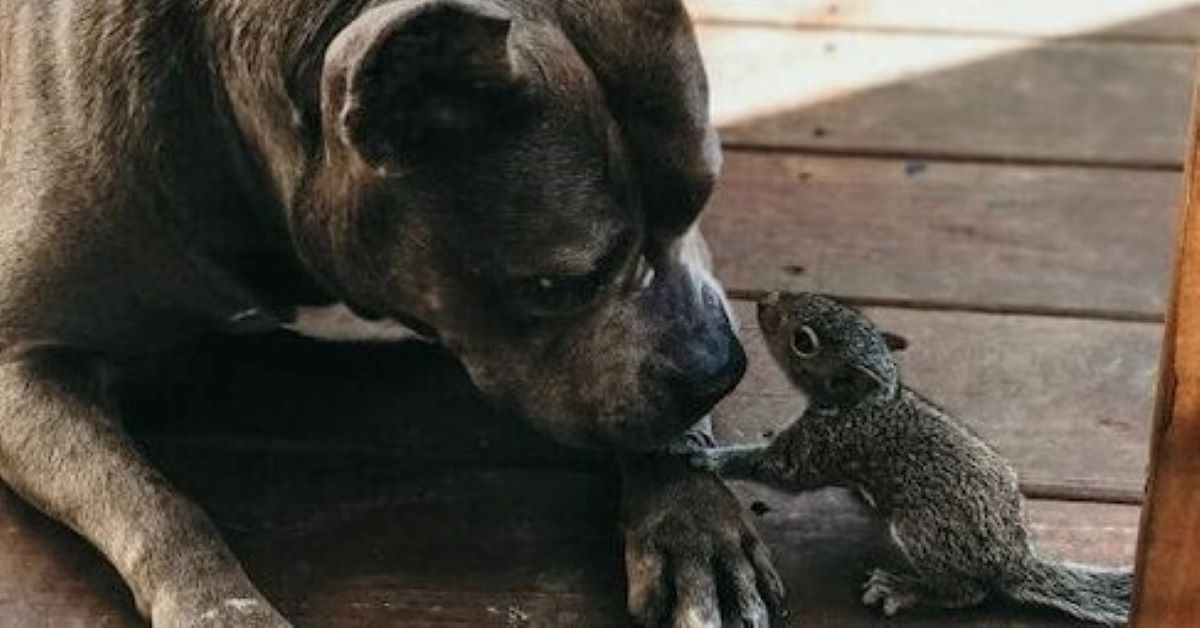 Pitbull diventa la mamma adottiva di uno scoiattolo