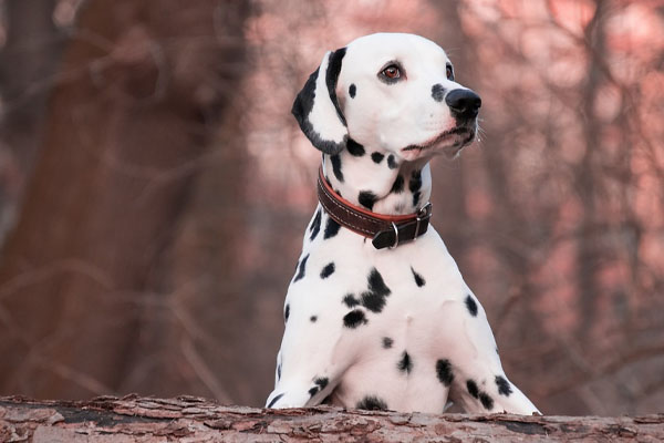 Dalmata osserva