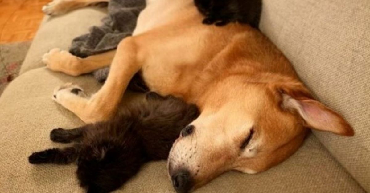 Raylan, il cane che dà supporto ai gattini e li consola (video)