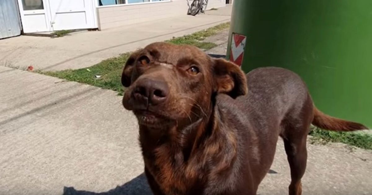 Remy, il cane randagio che aspetta l’adozione (video)