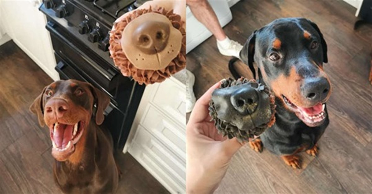 Reuben e Malcolm, i due Doberman che hanno ispirato il dolce di compleanno della loro “mamma”