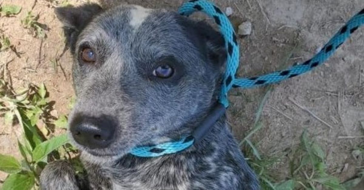 Rocket, il cane abbandonato tra le campagne, è stato salvato