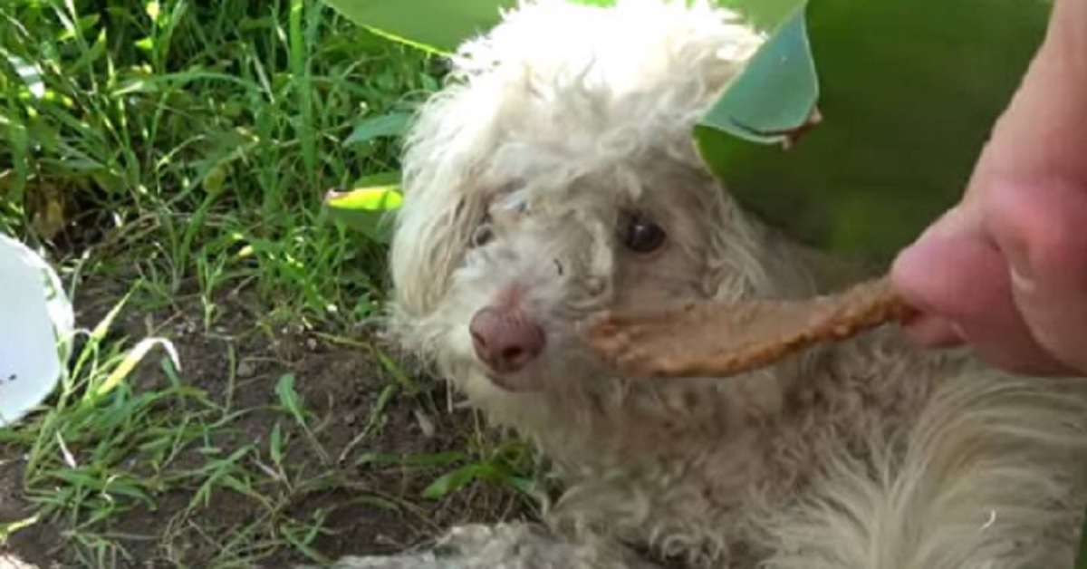 Ruth, cane cieco vittima di un incidente, è salvo (video)