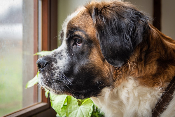 Scooby, il cane eroe che ha salvato tutti gli abitanti di un palazzo da un incendio