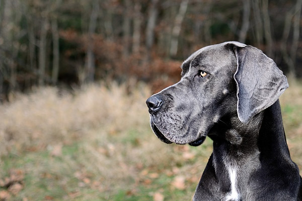 Cane che osserva