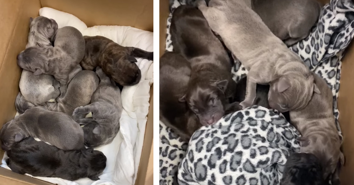 Shadow, la cagnolina Mastino Napoletano che ha dato alla luce 21 cuccioli (video)
