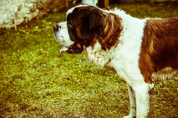 Cane che osserva