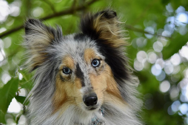 Shetland Sheepdog che osserva