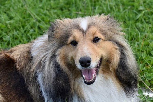 Shetland Sheepdog che osserva