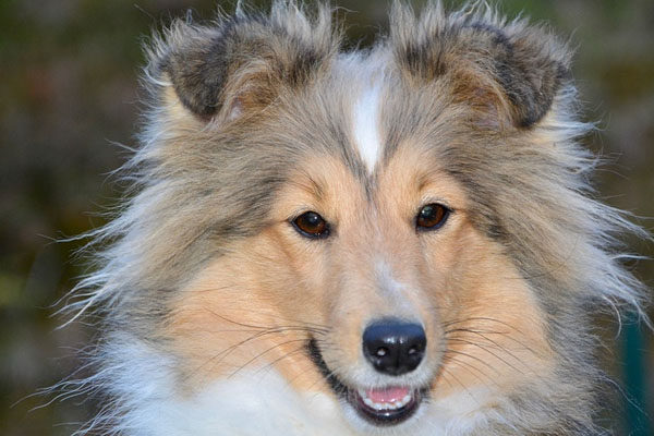 Shetland Sheepdog che osserva