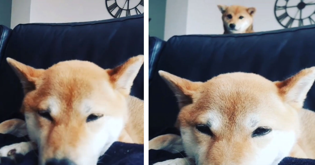 Shiba Inu vuole dormire, ma suo fratello ha deciso che è il momento di ballare (video)