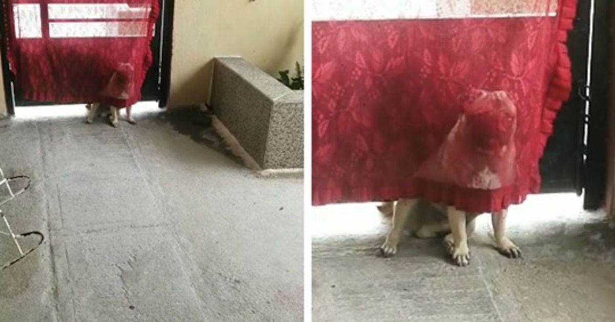 Sonic, il Carlino che finge di scomparire dietro la tenda (VIDEO)