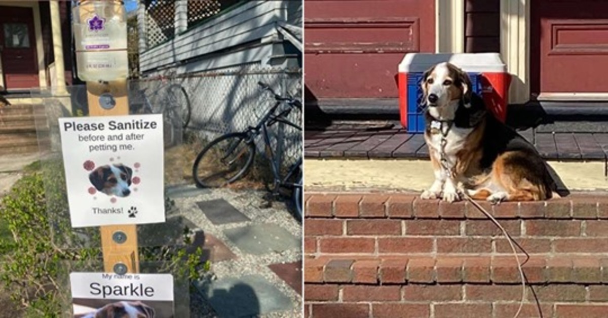 Sparkle, il mix Beagle che adora farsi fare le coccole dai passanti