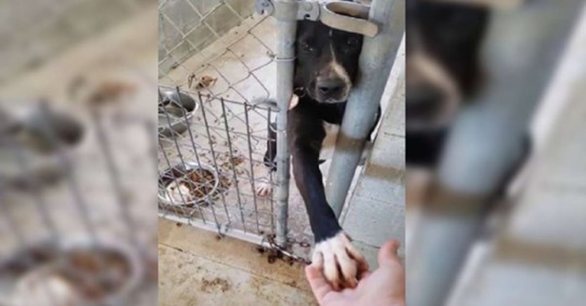 Speck, il cagnolino del rifugio che vuole tenere la mano delle persone