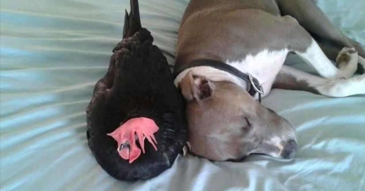 Taj, il Pitbull diventato migliore amico di una gallina (foto)