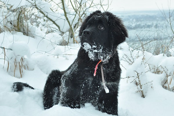 Terranova nella neve