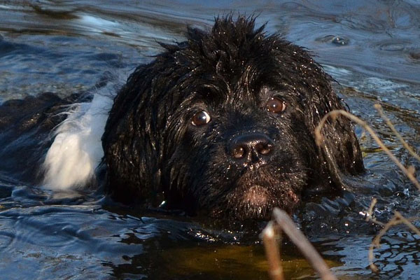 Cucciolo in acqua