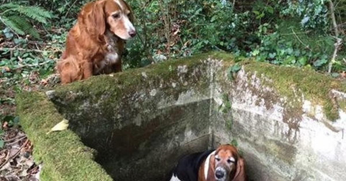 Tillie, la cagnolina che nel momento del bisogno non ha abbandonato la sua amica