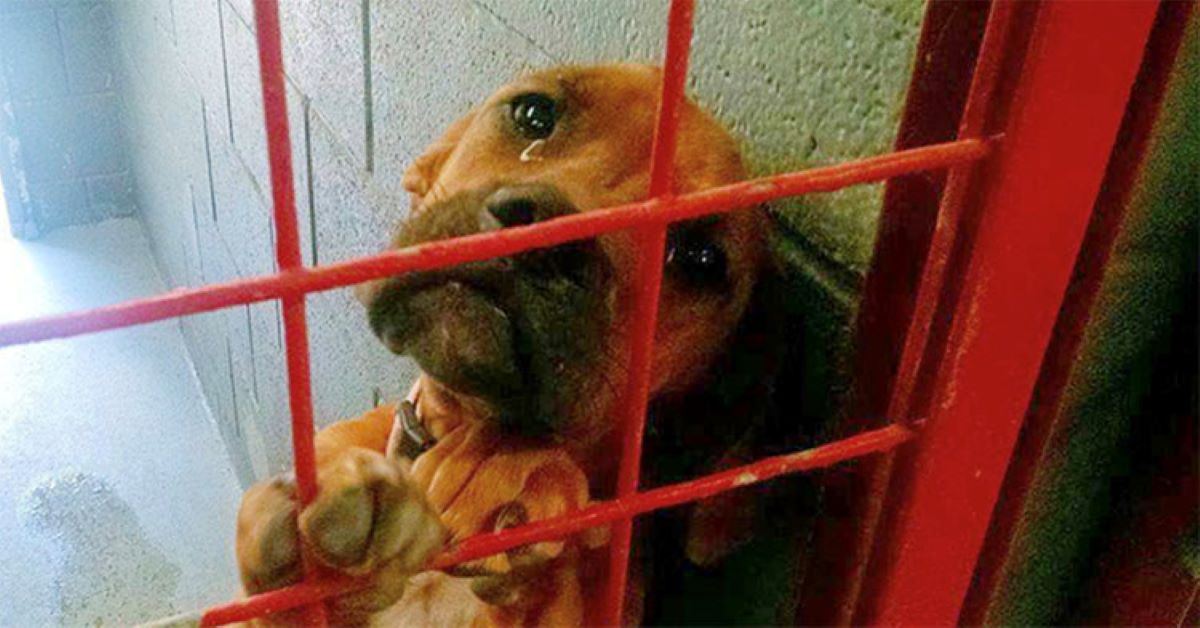 Tim, il cane che piange nella gabbia per essere adottato