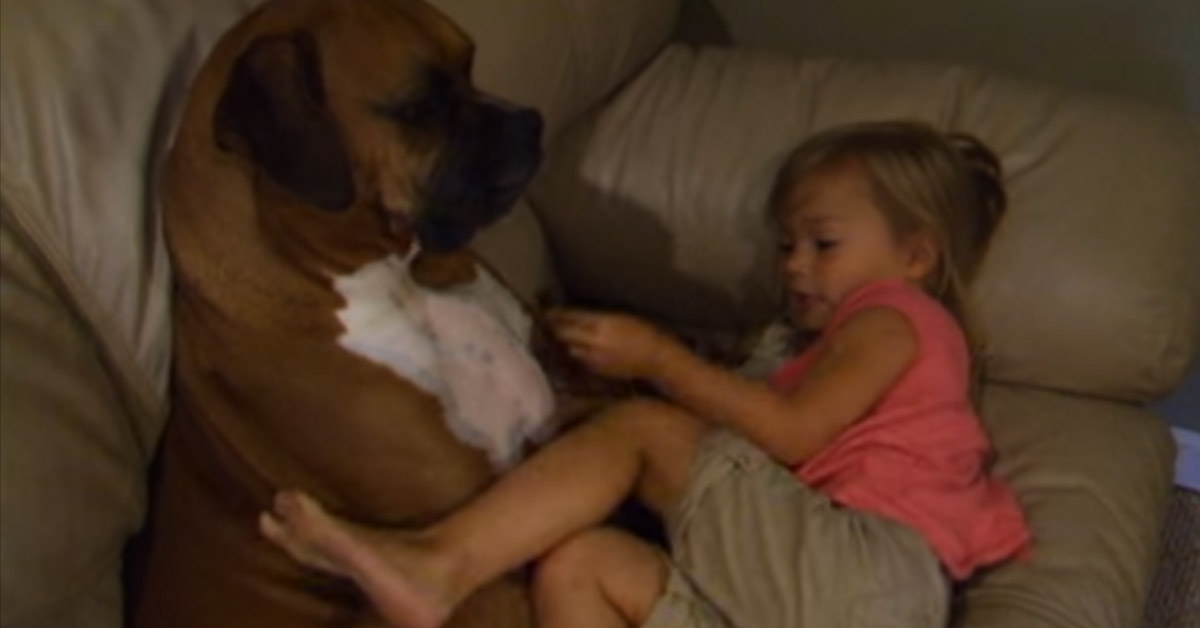 Un Boxer ascolta incantato una bambina che canta e il video diventa virale