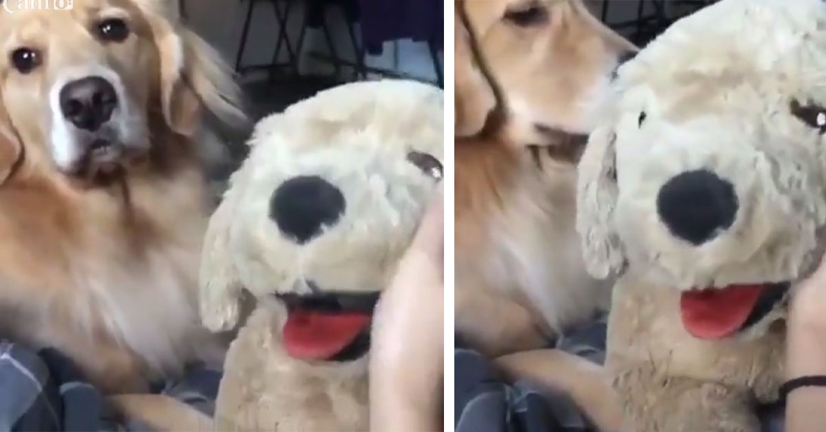 Un Golden Retriever è geloso di un peluche e la sua reazione fa il giro del web (video)