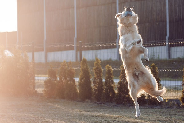 Un Golden Retriever che salta