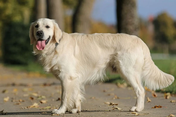 Un Golden Retriever che osserva