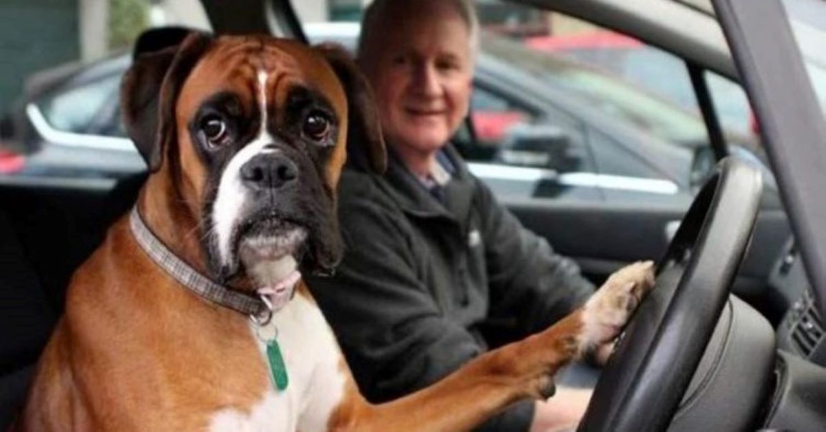 Wally, il cane che suona il clacson per chiamare il padrone (video)