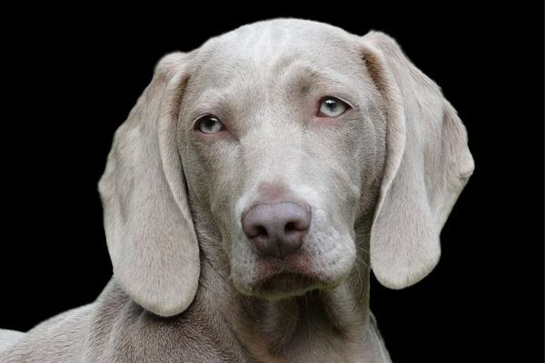 Weimaraner osserva