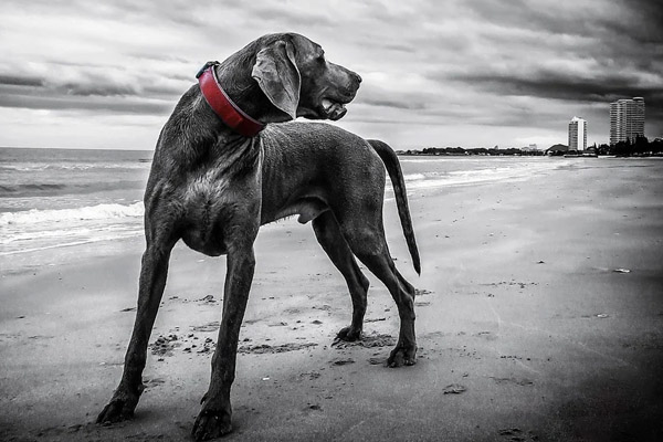 Cane in spiaggia